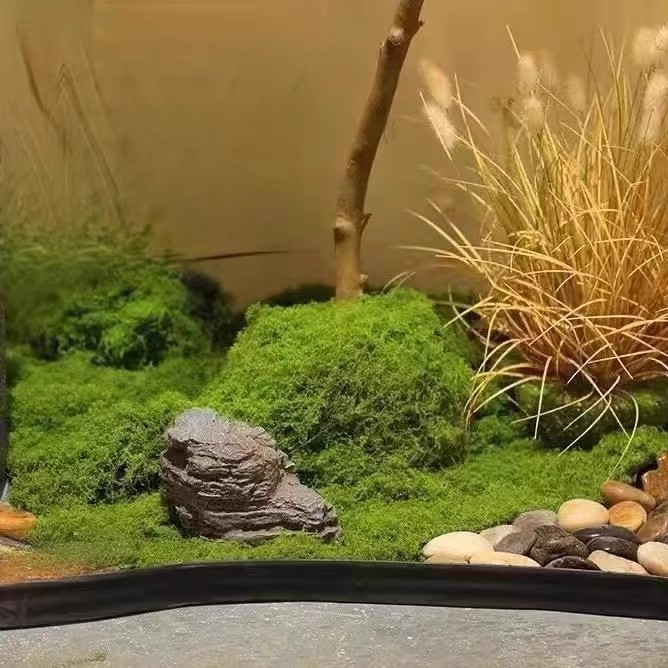 200g Eternal Life Moss DIY Cra - Bonsai Garden Home recension och pris